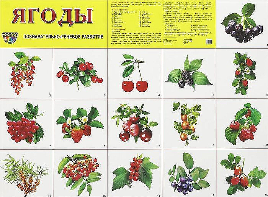 Демонстрационные Картинки Ягоды