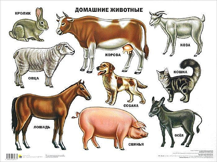 Картинки домашние животные для дошкольников