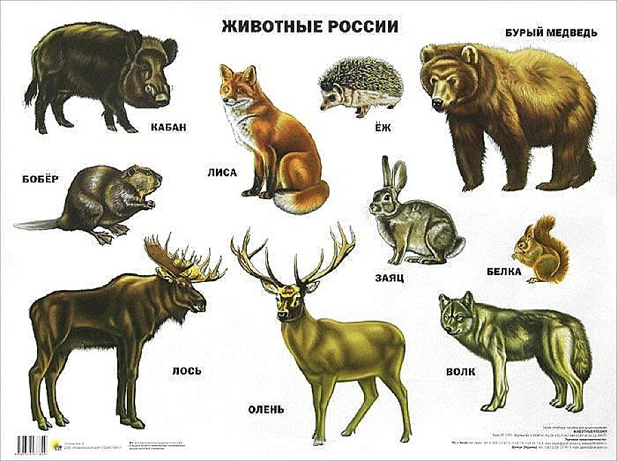 Карта диких животных