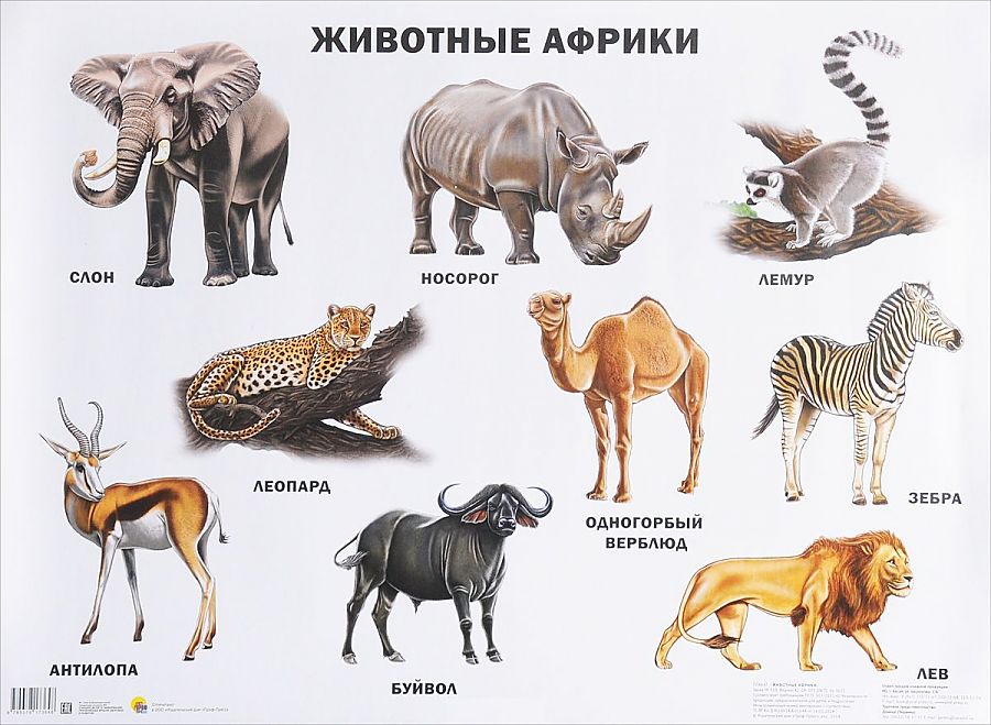 Животные картинки с названиями