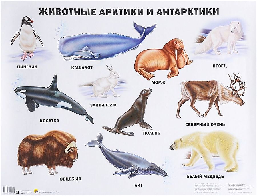Животные название и картинки
