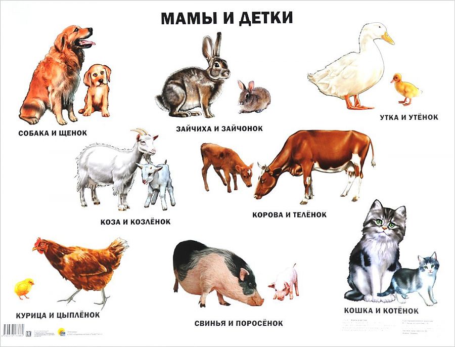 Домашние животные список. Домашних животных и их детенышей. Назови детенышей домашних животных. Домашние животные для детей. Домашные живое и их Детеныши.